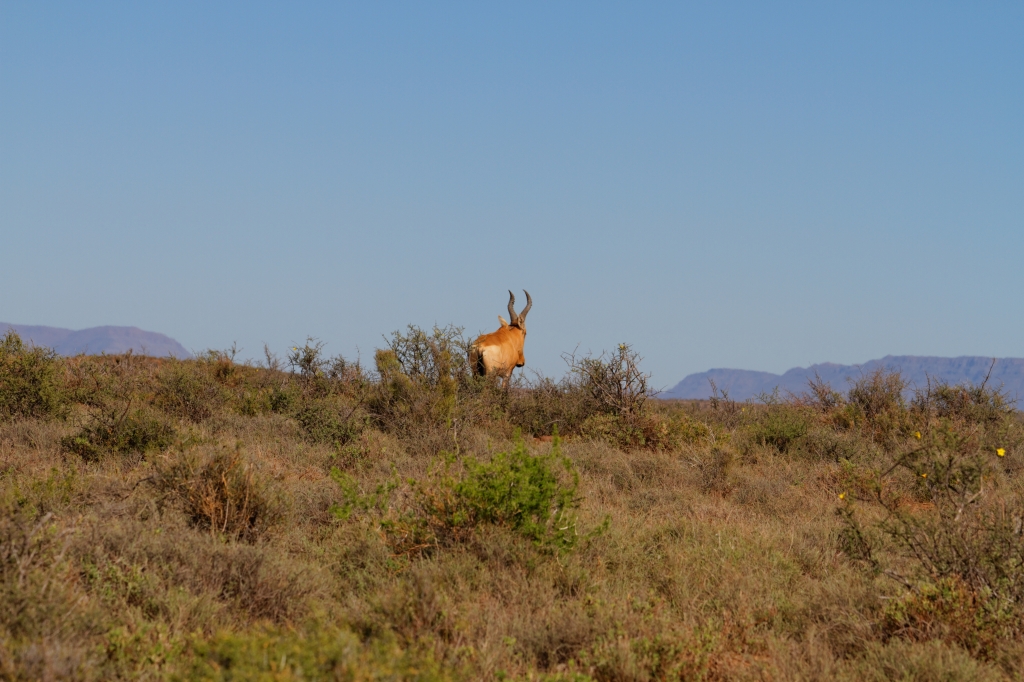 04 - Karoo NP (14).jpg